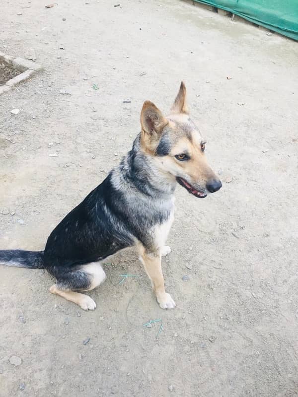 German female sale he age 1 year he 3