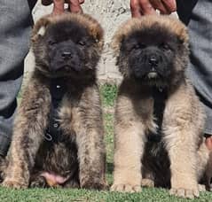 Turkish kangal pair male female age 2 month havey bone for sale