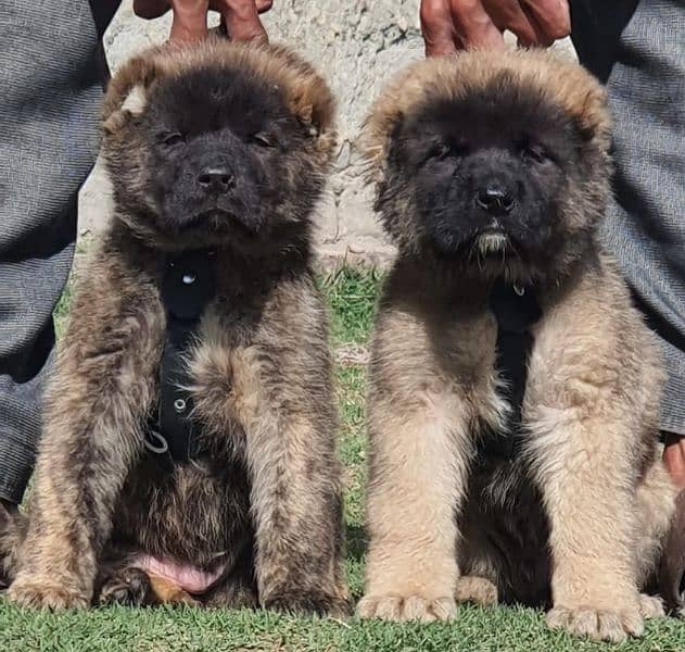 Turkish kangal pair male female age 2 month havey bone for sale 0