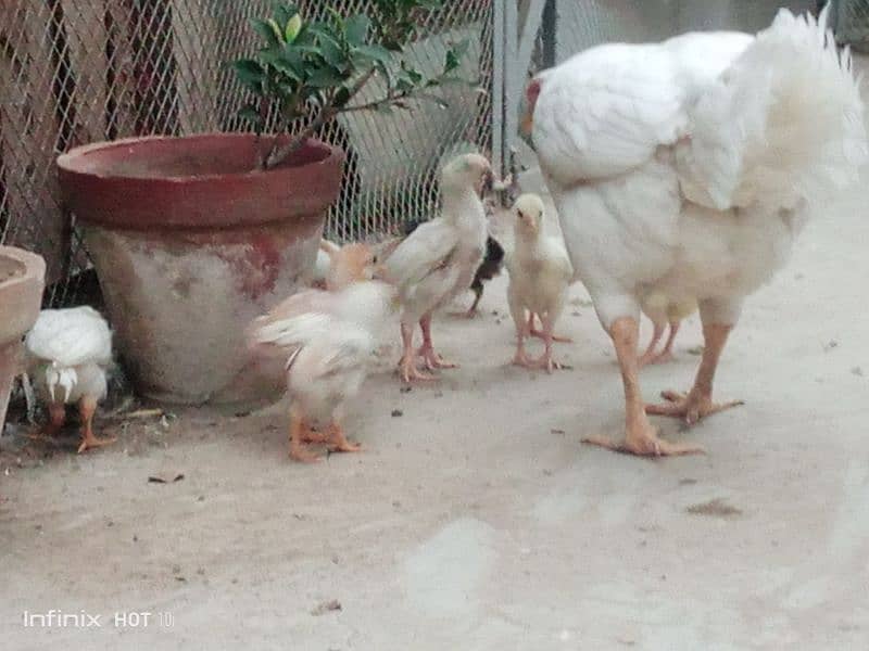 Aseel Qandhari Chicks 8