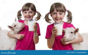 fresh goat milk available in Lahore  0320-43 27 347