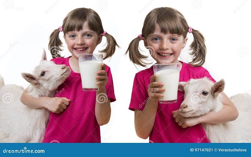 fresh goat milk available in Lahore  0320-43 27 347 0