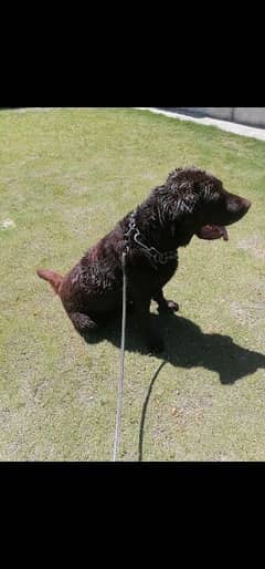 British chocolate Labrador