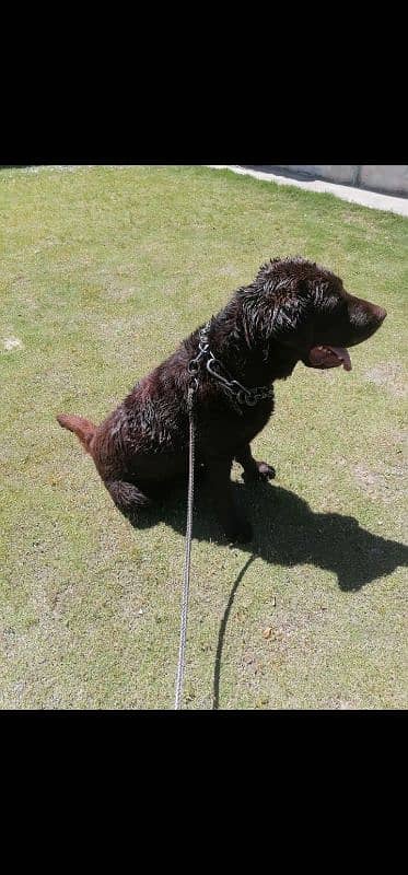 British chocolate Labrador 0