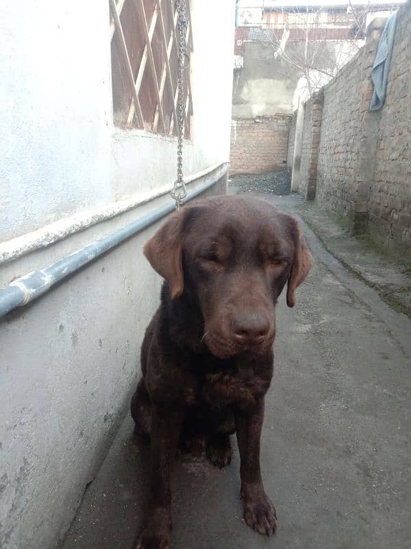 British chocolate Labrador 1