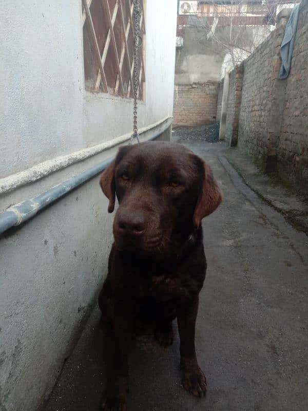 British chocolate Labrador 2