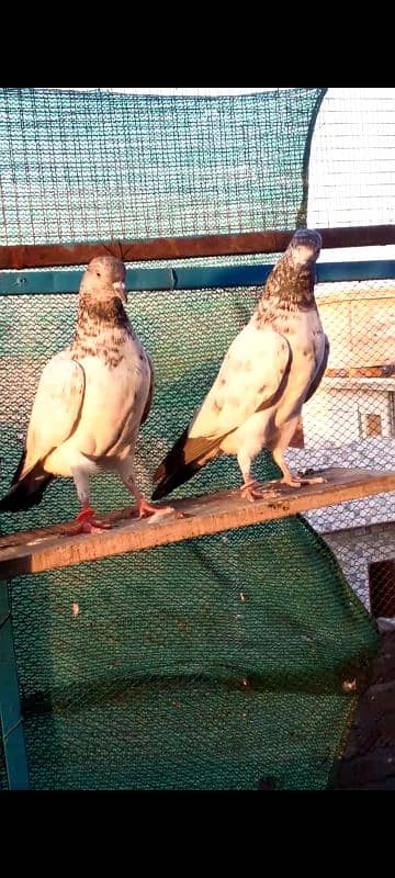 High-flying Golden teddy baby pigeons. . 5 pcs 4