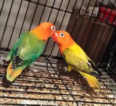 love birds lovebirds breader pair