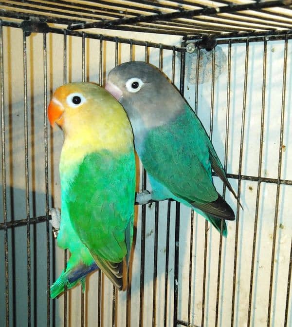 love birds lovebirds breader pair 7