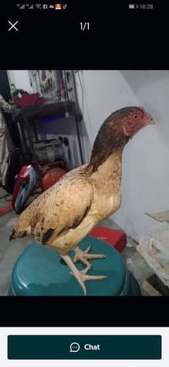 aseel bast quality hen for sale