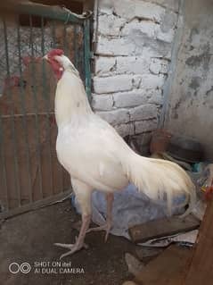 Heera male  For sale