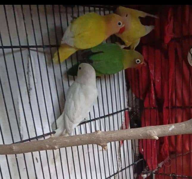 *Love Birds Breeder Pairs Big Size Fully Healthy * 0