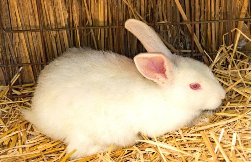 White Albino Rabbits males and Females. Full and. . Babies available 0