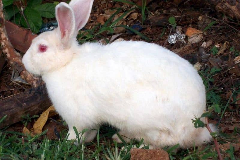 White Albino Rabbits males and Females. Full and. . Babies available 1