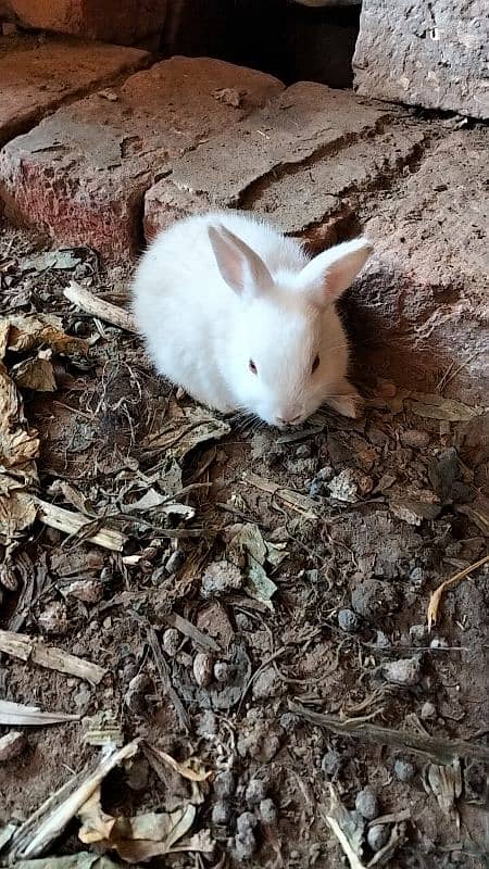 White Albino Rabbits males and Females. Full and. . Babies available 2