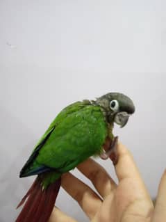 Pineapple Conure Chick and Green Cheek Conure Chick.