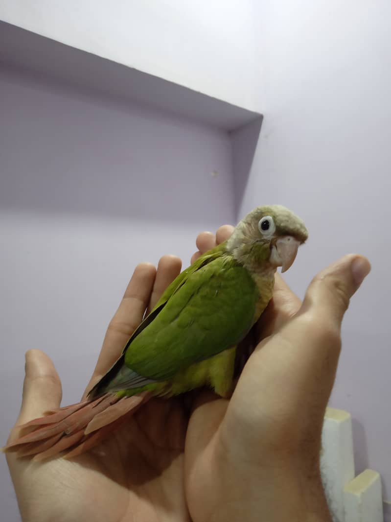 Pineapple Conure Chick and Green Cheek Conure Chick. 1