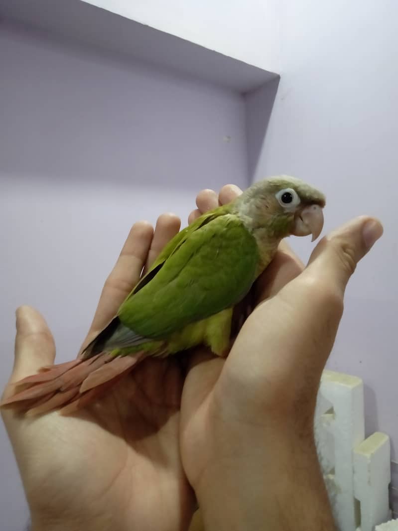 Pineapple Conure Chick and Green Cheek Conure Chick. 2