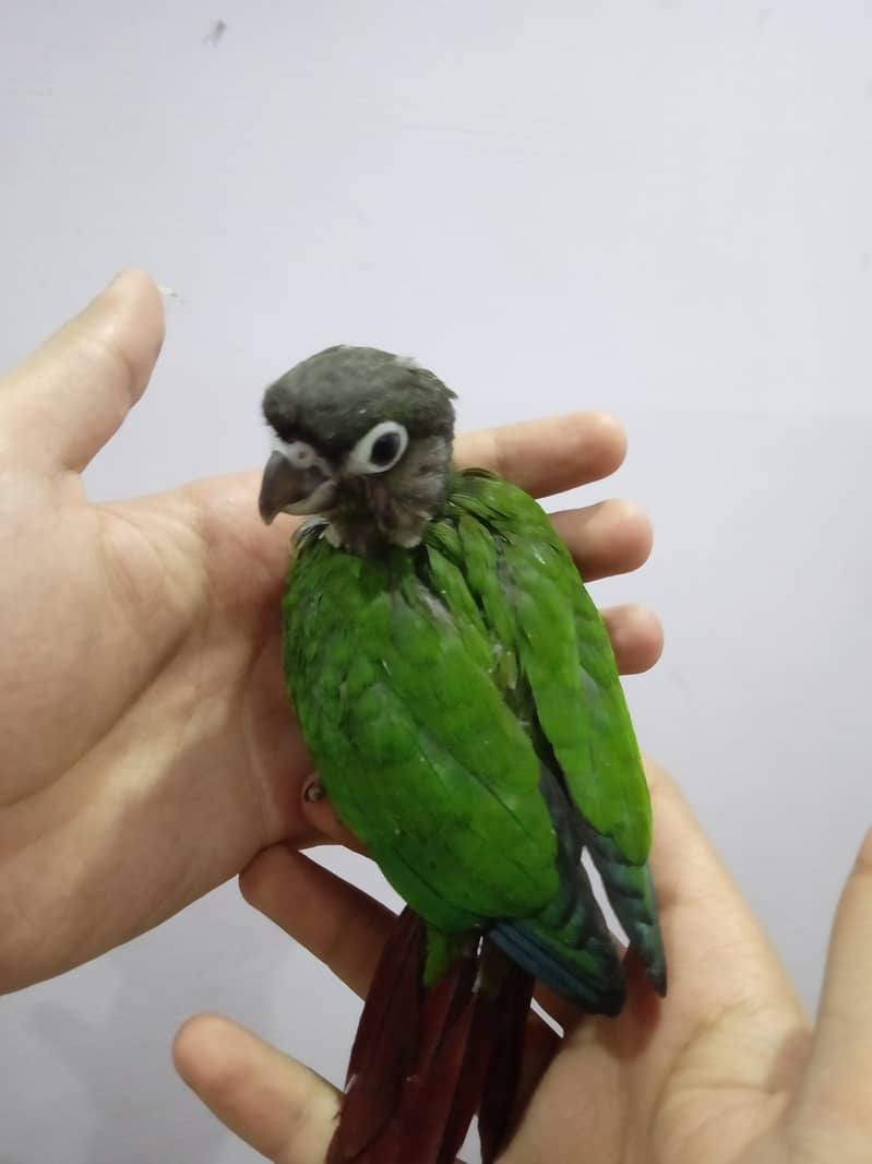 Pineapple Conure Chick and Green Cheek Conure Chick. 3