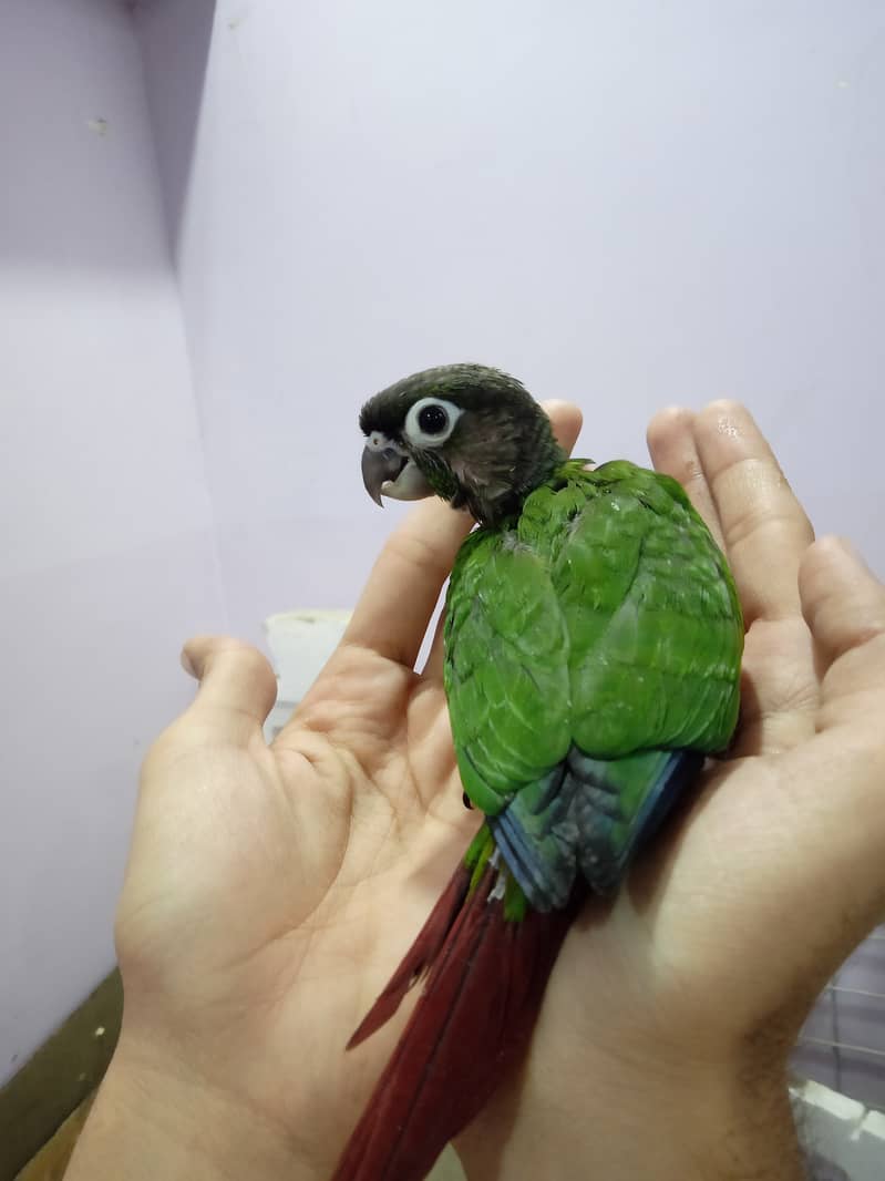 Pineapple Conure Chick and Green Cheek Conure Chick. 4