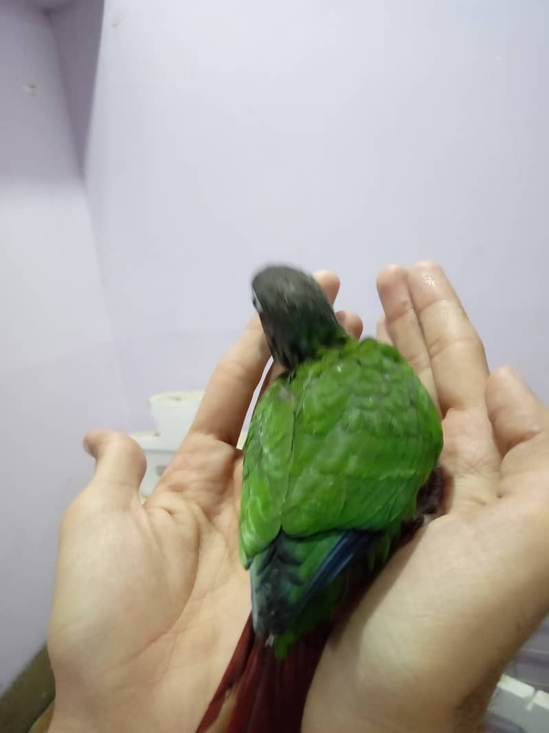 Pineapple Conure Chick and Green Cheek Conure Chick. 5