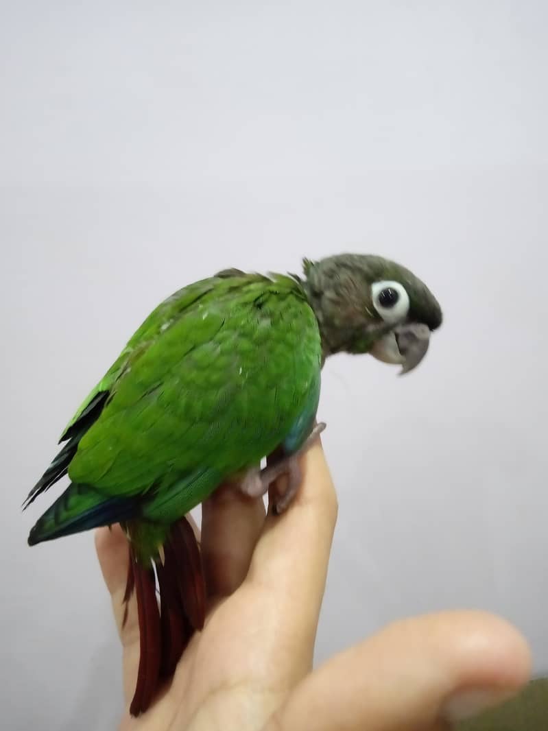 Pineapple Conure Chick and Green Cheek Conure Chick. 6