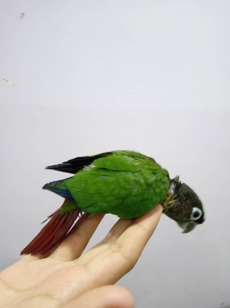 Pineapple Conure Chick and Green Cheek Conure Chick. 7