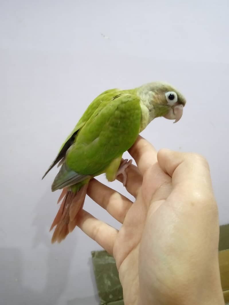 Pineapple Conure Chick and Green Cheek Conure Chick. 8