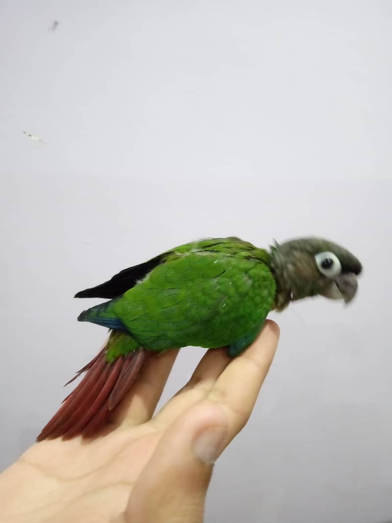 Pineapple Conure Chick and Green Cheek Conure Chick. 9