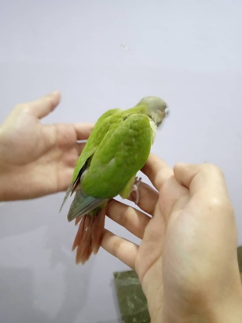 Pineapple Conure Chick and Green Cheek Conure Chick. 10