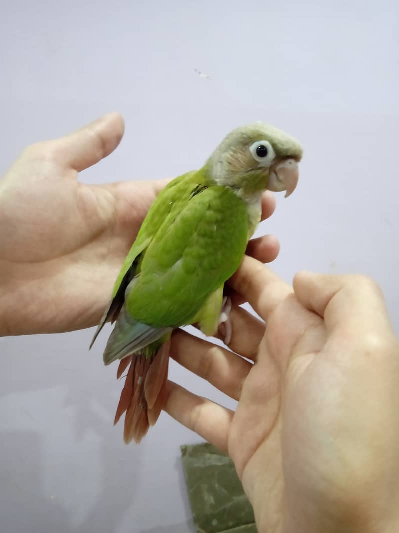 Pineapple Conure Chick and Green Cheek Conure Chick. 11