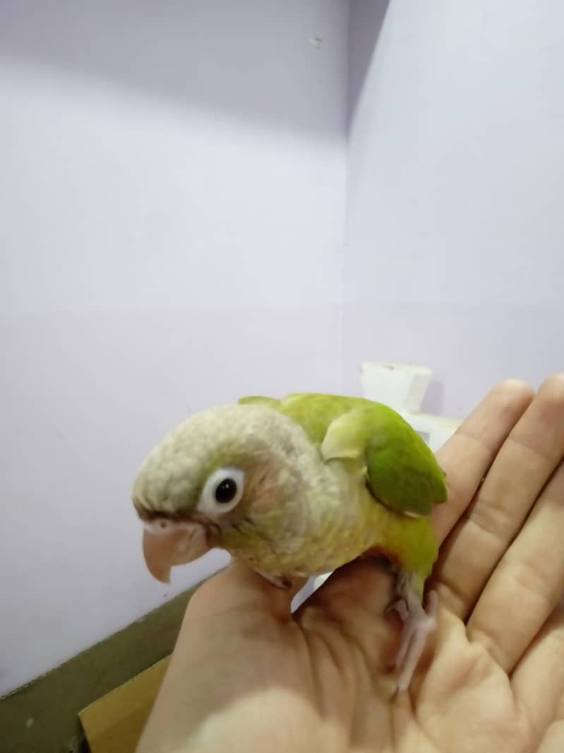 Pineapple Conure Chick and Green Cheek Conure Chick. 12