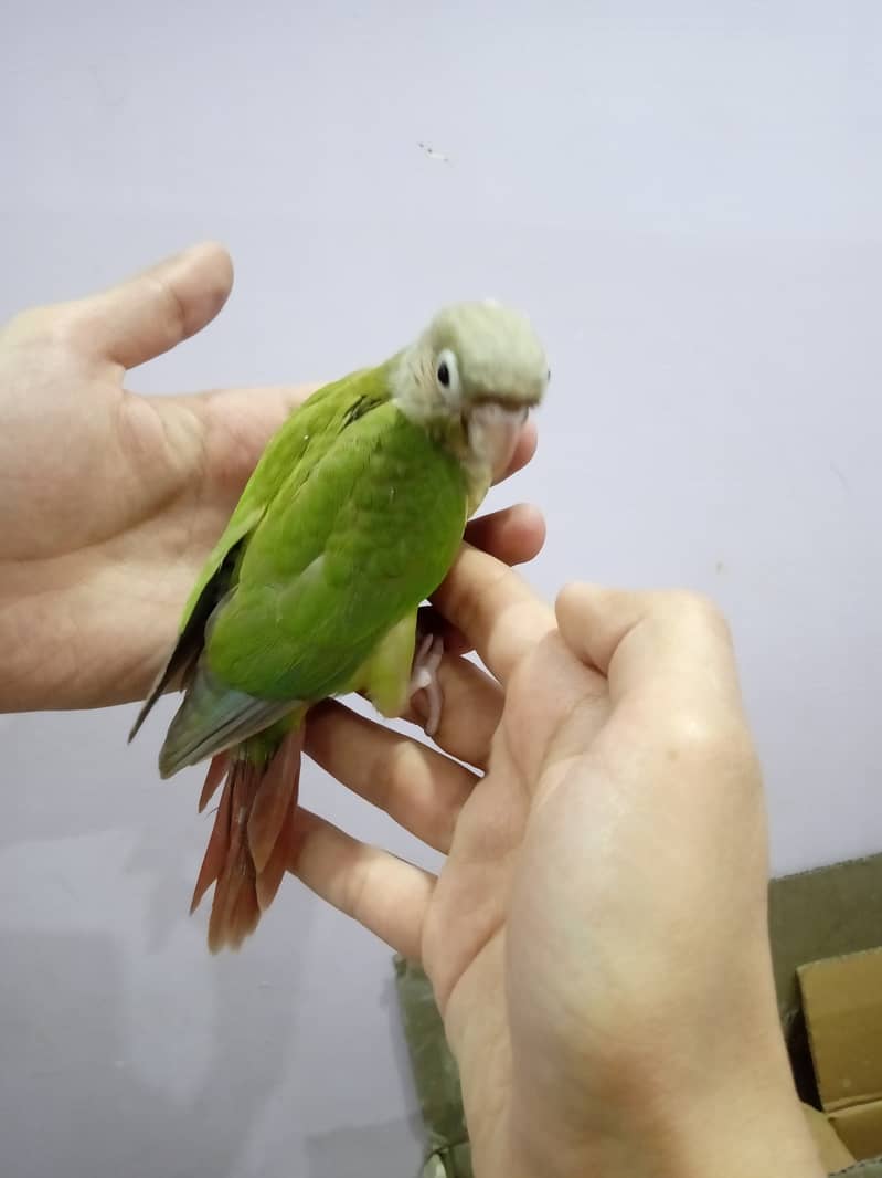 Pineapple Conure Chick and Green Cheek Conure Chick. 13