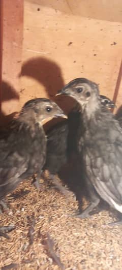 BLUE AUSTRALORP