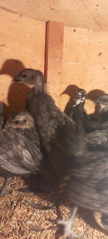 BLUE AUSTRALORP 1