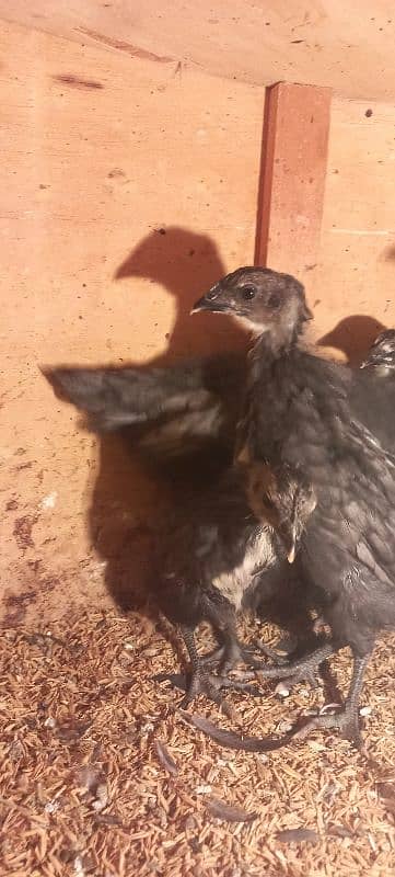 BLUE AUSTRALORP 3