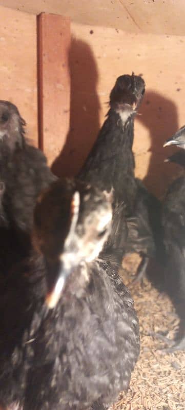 BLUE AUSTRALORP 5