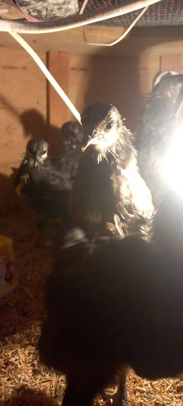 BLUE AUSTRALORP 7