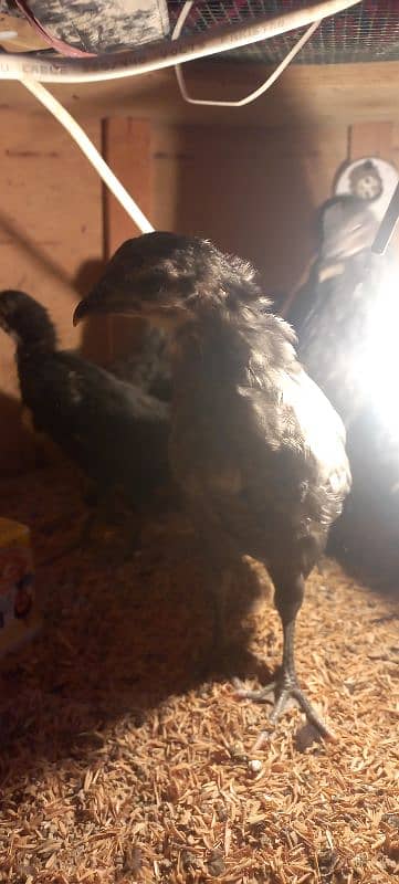 BLUE AUSTRALORP 8