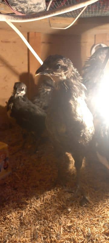 BLUE AUSTRALORP 9