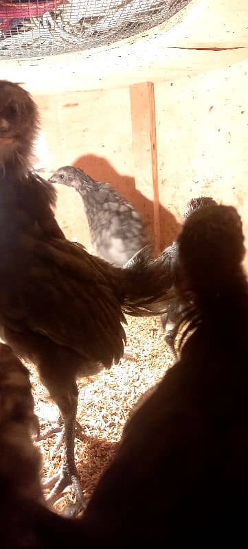 BLUE AUSTRALORP 10