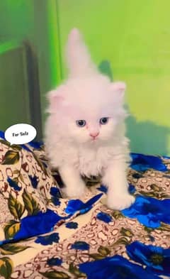 Alihamdulilah kitten ready to new Home