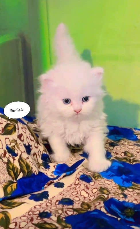 Alihamdulilah kitten ready to new Home 0