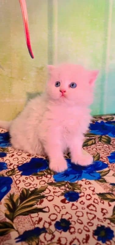 Alihamdulilah kitten ready to new Home 1