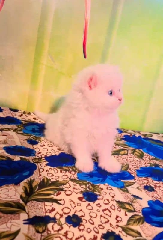 Alihamdulilah kitten ready to new Home 3