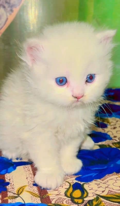 Alihamdulilah kitten ready to new Home 5