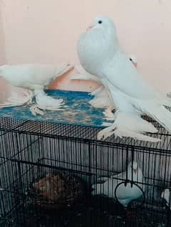 White pouter breedr male available