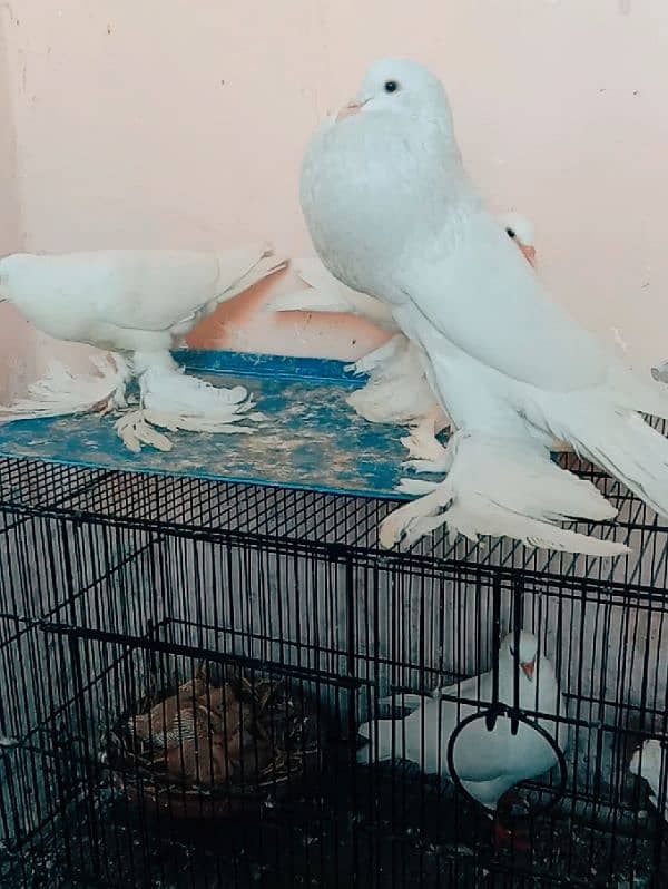 White pouter breedr male available 0