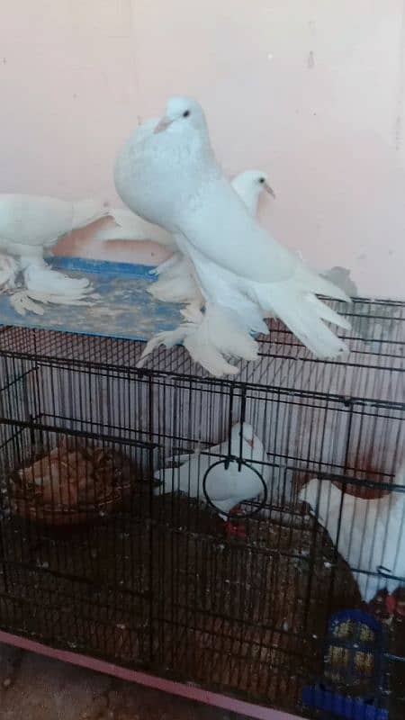 White pouter breedr male available 1