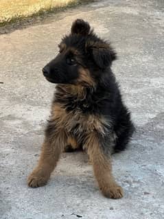 German shepherd female puppy